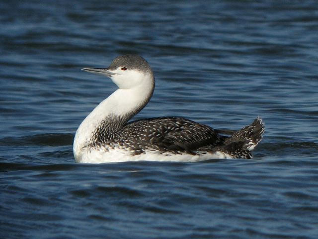 Red-throated Loons